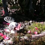 The Impossible Turkey likes walking gardens.